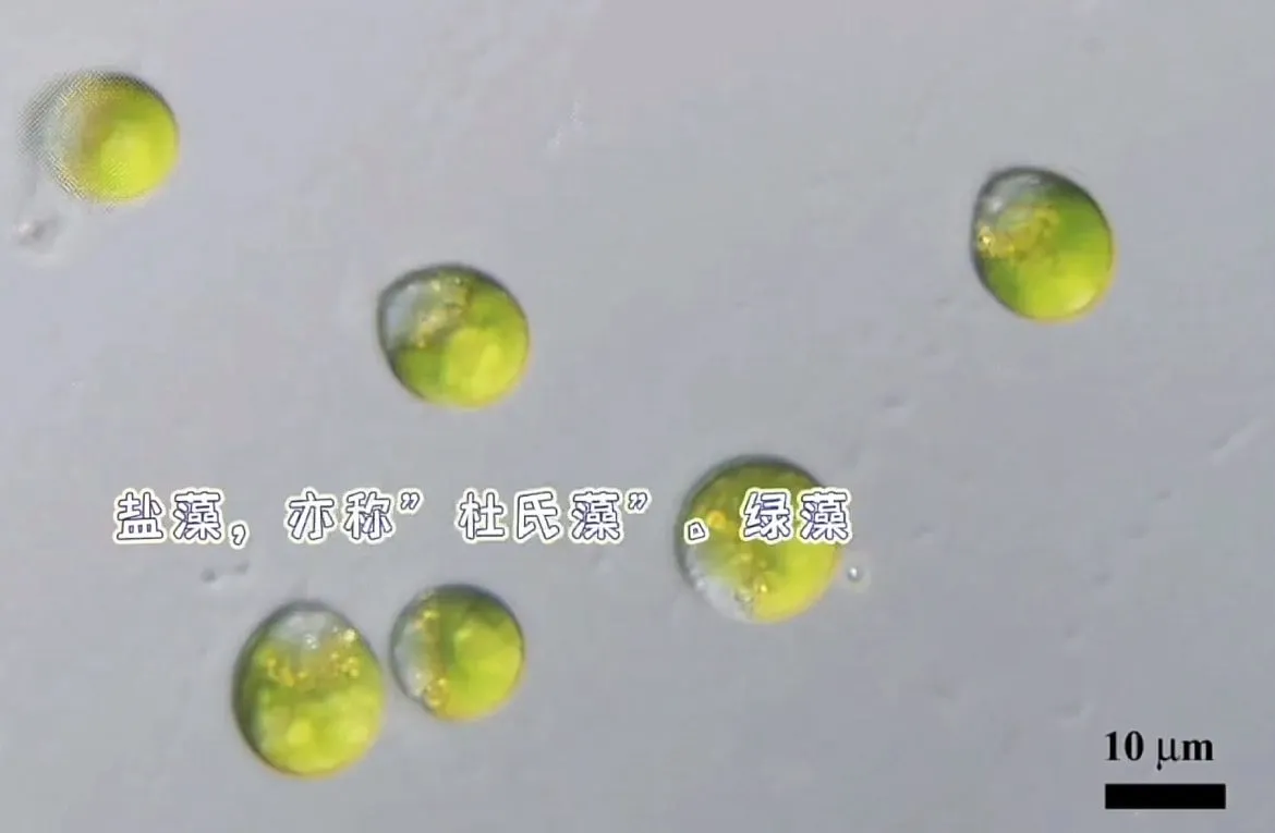 光语为您介绍——“细胞的动力源”杜氏藻 | 上海光语生物科技有限公司